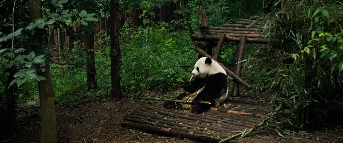 Chengdu