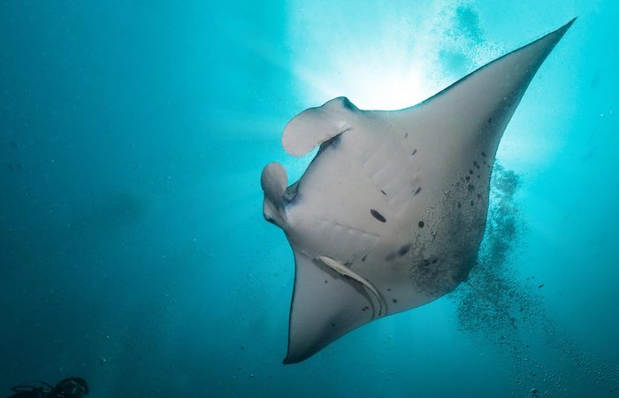 Meet the Manta Rays