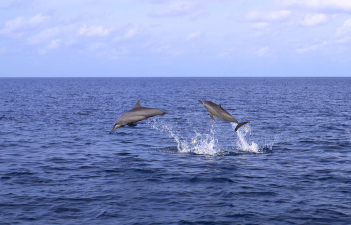 Sunset & Dolphin Cruise