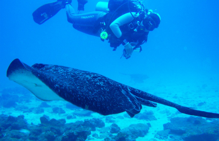 Snorkel with manta rays