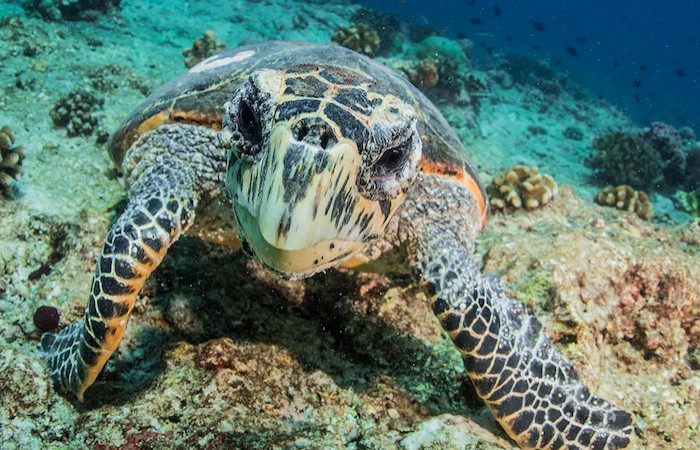 House Reef Snorkel