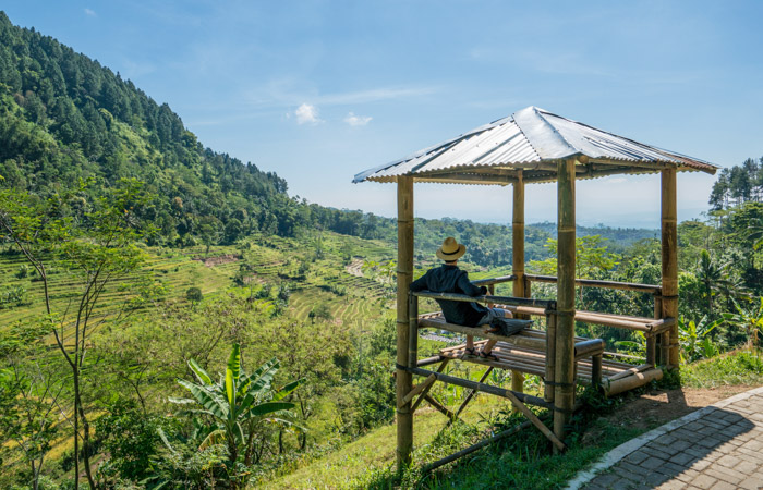 Galangal Plantation