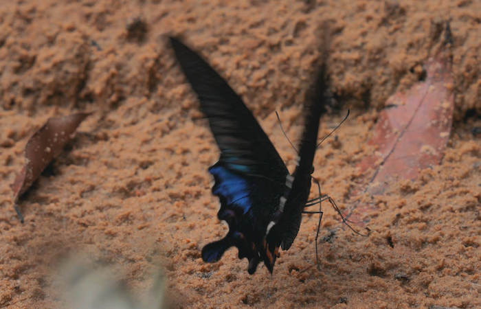 Butterfly Identification