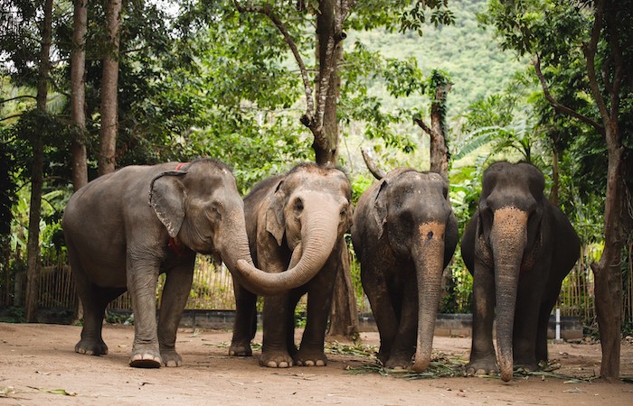 Elephant Sanctuary