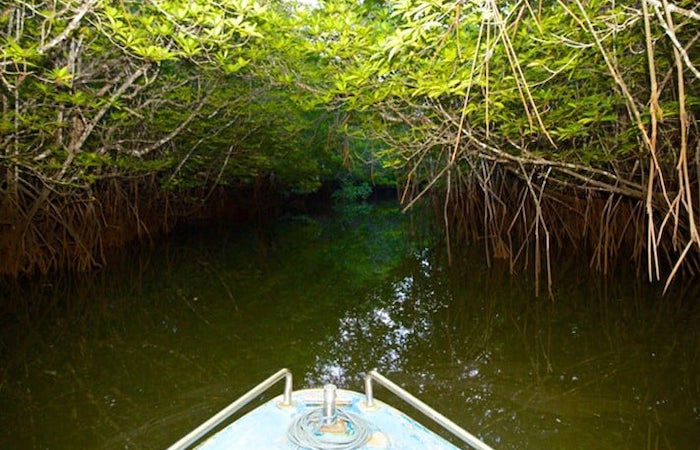Mangrove Discovery Tour (Day/Night)