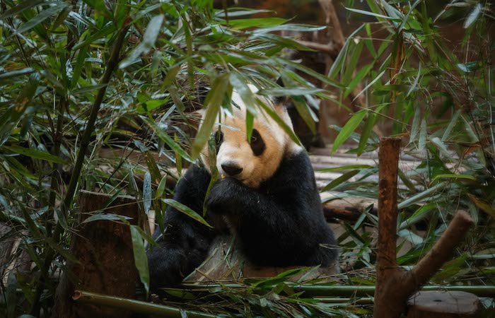 Giant Panda Breeding Research Base 