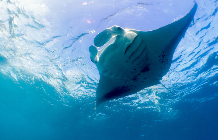 Hanifaru Bay Snorkelling