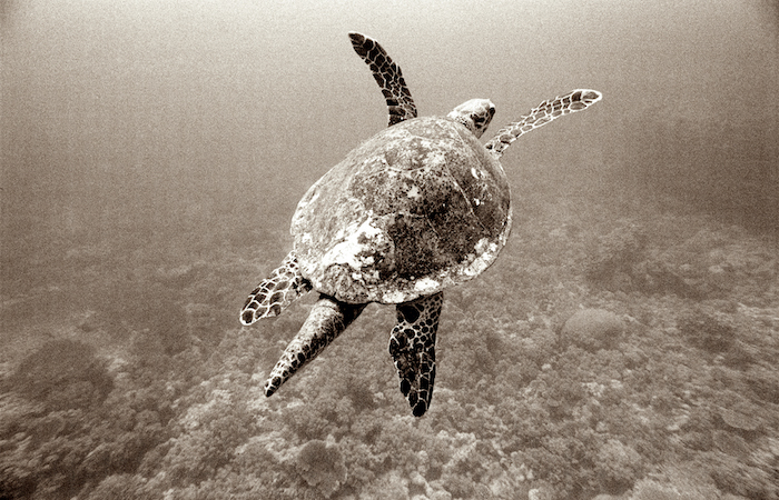 Turtle Expedition Snorkel